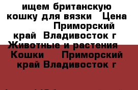 ищем британскую кошку для вязки › Цена ­ 1 500 - Приморский край, Владивосток г. Животные и растения » Кошки   . Приморский край,Владивосток г.